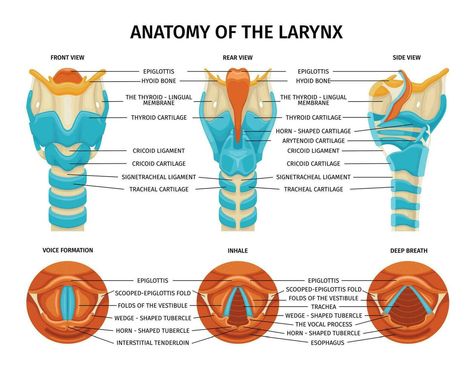 Rear View, Muscles, Vector Art, Anatomy, Vector Free, Composition, Clip Art