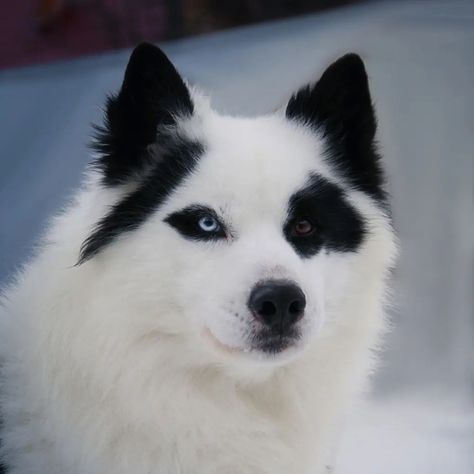 Yakutian Laika, Laika Dog, Police Canine, Sled Dogs, Every Dog Breed, Beautiful Dog Breeds, Spitz Dogs, Dogs Breeds, Dog List