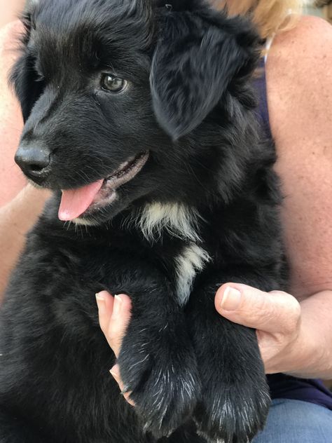 Gia Bear, Black Bi Australian Shepherd Australian Shepherd Black, Black Australian Shepherd, Merle Australian Shepherd, Very Cute Animals, Mini Australian Shepherds, American Shepherd, Two Eyes, Australian Shepherd Puppy, Black Puppy