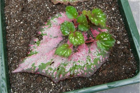 Propagating begonia - rooted leaf begonia cuttings Begonia Leaf, Taman Air, نباتات منزلية, Home Vegetable Garden, Plant Cuttings, Propagating Plants, House Plants Indoor, Succulents Garden, Growing Plants