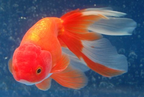 Gold Fish Photography, Chunky Goldfish, Goldfish Reference, Chubby Goldfish, Fat Goldfish, Chinese Goldfish, Pet Aesthetic, Fish Aesthetic, Oranda Goldfish