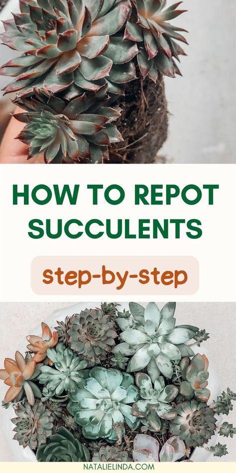 Learn how to repot your beautiful succulents the right way for best results! I'm sharing my top how to repot succulents tips so you can help your plants thrive in their new home! This also applies when learning how to repot leggy succulents that have outgrown their current pot. Learn how to repot overgrown succulents and get tips for how to repot succulents together in a large pot. Succulent Repotting, Grow Succulents From Clippings, Leggy Succulents, How To Transplant Succulents, Repot Succulents, Overgrown Succulents, How To Bring A Succulent Back To Life, How To Take Care Of Succulents Outdoors, Repotting Succulents