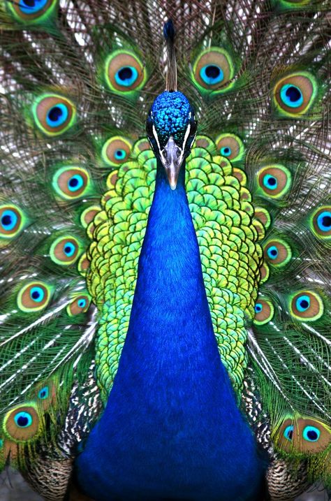 Peacock Symbolism and Peacock Meaning on Whats-Your-Sign Diy Christmas Arts And Crafts, Animated Christmas Pictures, Diy Christmas Art, Spirit Animal Meaning, Peacock Canvas, Christmas Arts, Peacock Pictures, Christmas Art Projects, Christmas Artwork