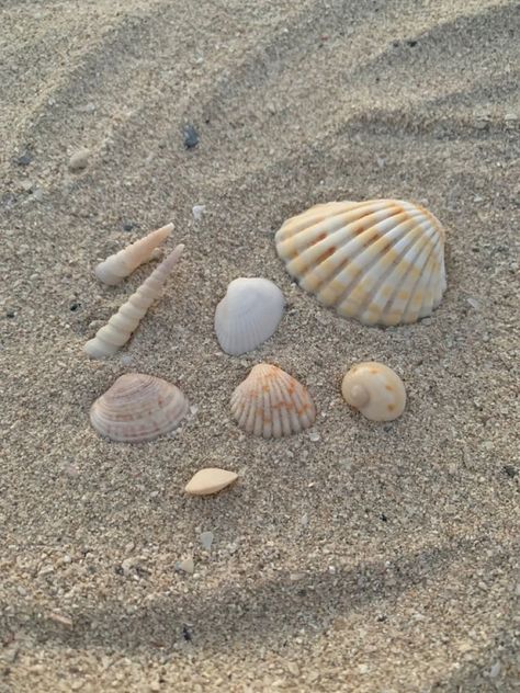 Summer Aesthetic Seashells, Seashell Beach Aesthetic, Beach Aesthetic Seashells, Beach Summer Aesthetic Wallpaper, Collecting Seashells Aesthetic, Beach Aesthetic Shells, Coastal Mermaid Aesthetic, Beach Stuff Aesthetic, Shells Aesthetic Wallpaper