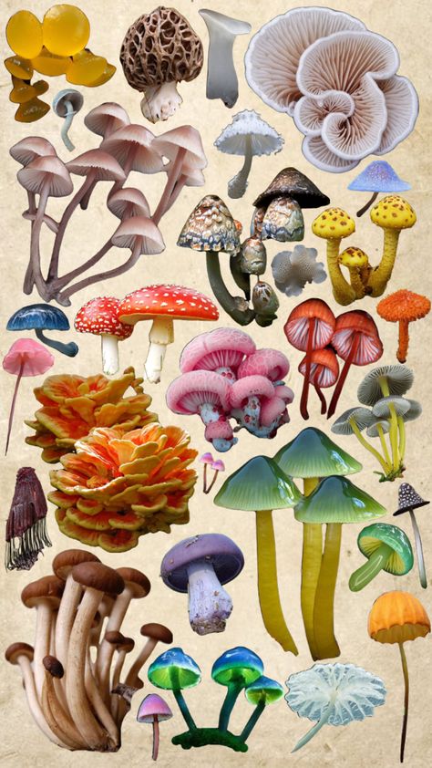 #mushrooms #forestcore #goblincore #cottagecore #nature #wallpaper Cottagecore Nature, Nail Salon Interior Design, Fungi Art, Mushroom Wallpaper, Mushroom Drawing, Plant Fungus, Book Artwork, Beautiful Bugs, Mushroom Decor