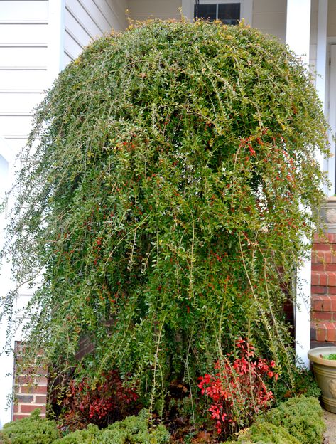 NATIVE YAUPON HOLLY (Ilex vomitoria) – Extension Master Gardener Volunteers of Durham County Weeping Yaupon Holly, Yaupon Holly Landscaping, Yaupon Holly, Front Yard Plants, Yard Plants, Durham County, Broadleaf Evergreen, Holly Tree, Specimen Trees