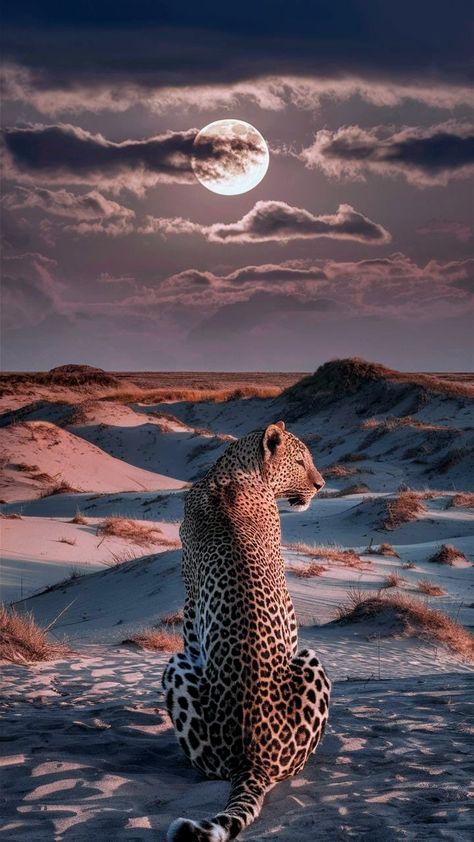 Wallpaper Backgrounds Aesthetic Animals, Big Cat Wallpaper, Leopard Pictures, Cheetah Print Wallpaper, Wild Animal Wallpaper, Cutee Animals, Africa Wildlife, Wild Animals Pictures, Siberian Tiger