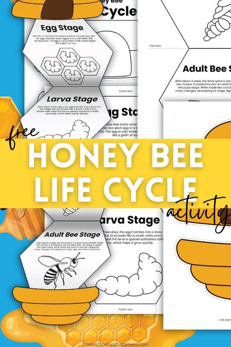 Honey Bee Life Cycle Activity Bee Lapbook Free Printables, Honeybee Life Cycle, Free Science Printables, Honey Bee Life Cycle, Bee Project, Cycle For Kids, Bee Life Cycle, Life Cycle Craft, Bee Crafts For Kids