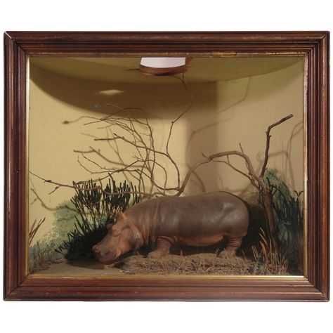 1200 Diorama with Hippopotamus #casement #animals #diorama (via @1stdibs) Miniature Diorama, Painted Backdrops, Cardboard Painting, Cabinet Of Curiosities, Glass Frame, Hippopotamus, Mini Garden, Shadow Boxes, Small World