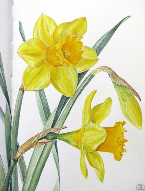 Botanical Sketches and Other Stories: Daffodil Days Botanical Sketches, Daffodil Day, Daffodil Flower, Desenho Tattoo, 수채화 그림, Plant Drawing, Watercolor Flowers Paintings, Botanical Painting, Botanical Drawings