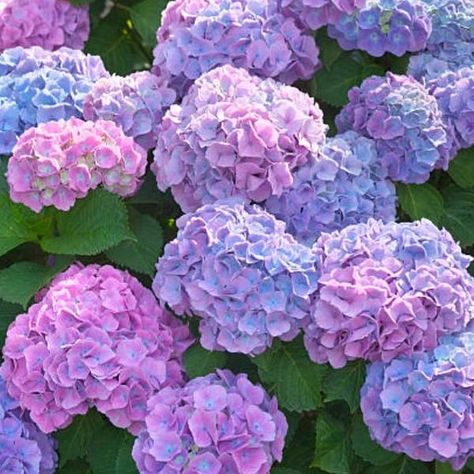 Landscaping Around Trees, Growing Hydrangeas, Hydrangea Garden, Hydrangea Macrophylla, Nothing But Flowers, Flower Therapy, Hydrangea Flower, Plant Sale, Garden Center