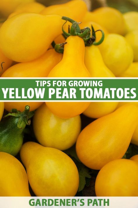 An unusual shape and a mild flavor set ‘Yellow Pear’ apart from other tiny tomatoes you can grow in your garden. This heirloom cultivar produces long vines and loads of yellow fruit. Learn the top ways to grow and care for ‘Yellow Pear’ tomatoes in our guide on Gardener's Path. #tomatoes #heirloomtomatoes #gardenerspath Yellow Pear Tomatoes, Pear Tomatoes, Tomato Container Gardening, Heirloom Tomatoes Varieties, Tomato Vine, Yellow Tomatoes, Vegetable Benefits, Starting A Vegetable Garden, Small Tomatoes