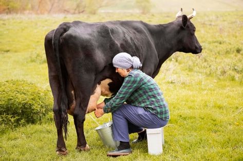 Mujer ordeñando la vaca Foto gratis | Free Photo #Freepik #freephoto #mujer #naturaleza #animal #granja Sketch Photo, Milk The Cow, Photo Woman, Got Milk, Green Hills, Milk Cow, The Cow, Animal Farm, Farmer's Market