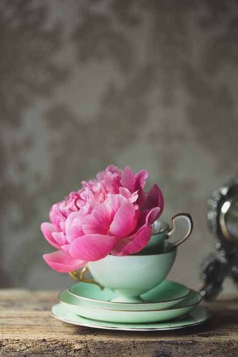 Flower Cup, Peony Rose, Vintage Teacups, Flowers Nature, Flower Photos, My Flower, Pink Flower, The Table, Pretty Flowers