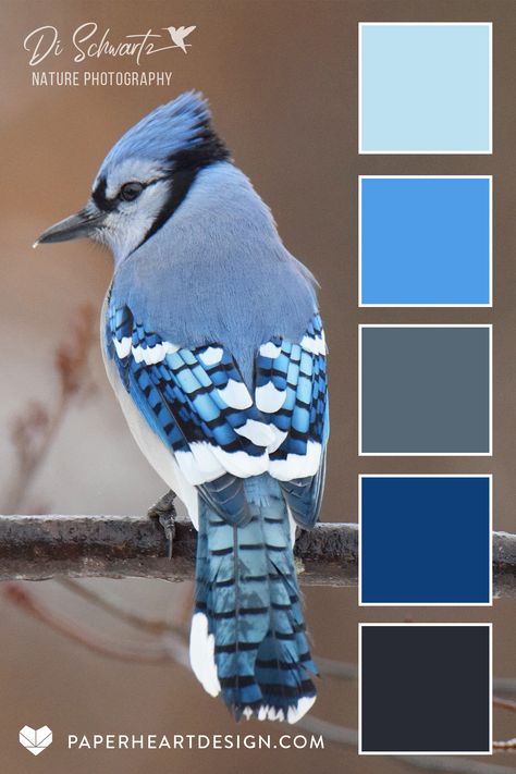 Photos by Di Schwartz Nature Photography. See six color palettes inspired by nature and birds. #colorpalette #colorscheme #color #colorinspiration #branding #interiordesign #weddingcolors #birds #bluejay #naturephotography Triadic Color Scheme Interior, Bird Drawing Easy, Colour Harmonies, Drawing Easy Pencil, Simple Bird Drawing, Shading Pencil, Drawing S, Colour Mood, Palette Challenge