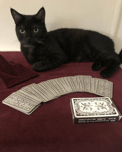 Dark Feminine Aesthetic, A Black Cat, Season Of The Witch, Witch Aesthetic, Black Mamba, Red Aesthetic, Dark Aesthetic, Lana Del Rey, Tarot Cards