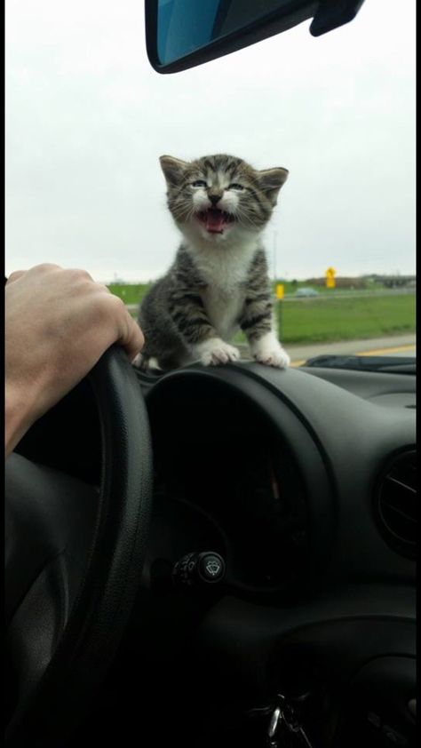 My new kitten on our way home from the shelter Happy Kitten, Soft Kitty Warm Kitty, New Kitten, Kitten Photos, Road Rage, Cutest Animals, Kittens And Puppies, Cute Cats And Kittens, Cute Cats And Dogs