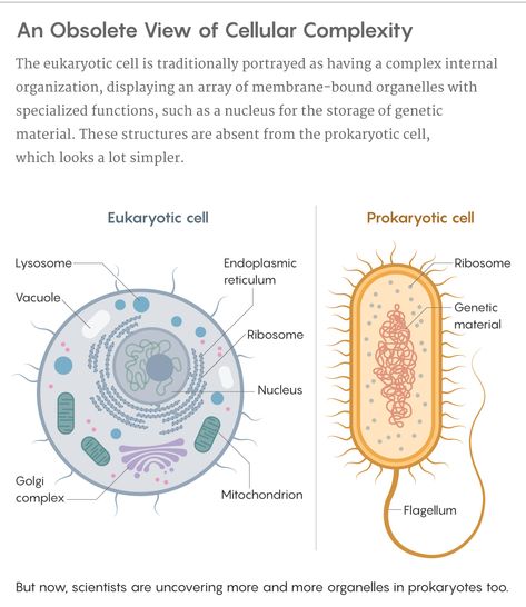 Contrary to popular belief, bacteria have organelles too. Scientists are now studying them for insights into how complex cells evolved Reflective Essay Examples, Quanta Magazine, Igcse Biology, Medical Lab Technician, Prokaryotic Cell, Biology Revision, Cells Project, Eukaryotic Cell, Best Essay Writing Service