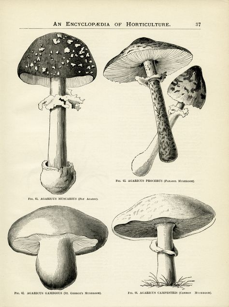 An Encyclopedia of Horticulture – An Artist's Guide to Mushrooms Encyclopedia Illustration, Mushrooms Illustration, Vintage Encyclopedia, Mushroom Illustration, Scientific Drawing, Art Mushroom, Mushroom Poster, Garden Clipart, Mushroom Drawing