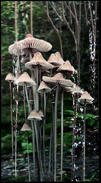 Tall Mushrooms, Forest Mushrooms, Lichen Moss, Mushroom Pictures, Plant Fungus, Slime Mould, Magic Forest, Mushroom Fungi, Mushroom Art