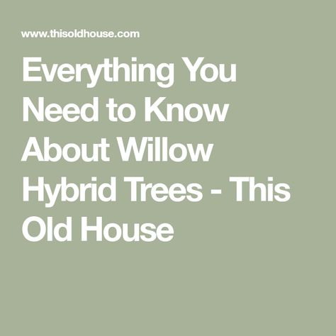 Everything You Need to Know About Willow Hybrid Trees - This Old House Hybrid Willow Trees, Willow Hybrid Tree, Peru House, Willow Structures, Living Willow, Tree Pruning, This Old House, Privacy Screens, Willow Tree