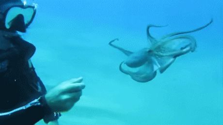 Octopus Gif, Swimming Gif, Mimic Octopus, Baby Octopus, Club Design, Love Pet, Indie Artist, Sea Animals, Marine Life