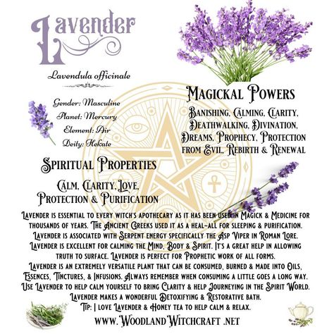 Lavender has been used for centuries for its soothing and calming properties. But did you know that it also has powerful magickal properties? #lavender #magick #spells #rituals #intuition #calm #peace #protection #purification #healing #witchyvibes #witchythings #mindbodyspirit #tranquility Lavender Properties Witchcraft, Lavender Meaning Witchcraft, Lavender Magical Properties, Lavender Witchcraft, Purification Spell, Lavender Meaning, Lavender Magic, Lavender Witch, Magick Herbs