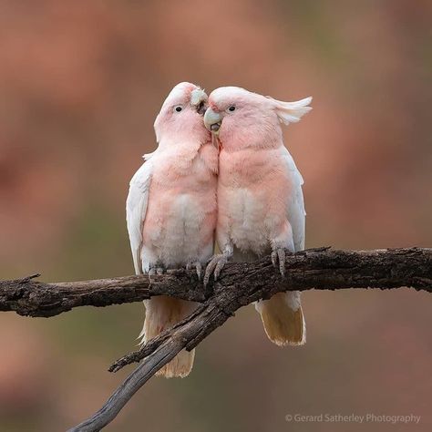 Pink Cockatoo, Pink Birds, Airbrush Art, Nature Birds, Wildlife Nature, Bird Pictures, Exotic Birds, Pretty Birds, Bird Photo