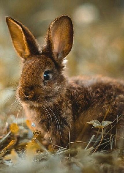 Wild Bunny, Brown Rabbit, Bunny Lovers, Woodland Creatures, Hamsters, Animal Photo, Woodland Animals, Cute Bunny, Animals Friends