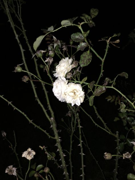 Rose garden full of thorns White Rose Dark Aesthetic, Thorns Aesthetic Dark, Thorns And Roses, Flower Graveyard, Rose Thorns Aesthetic, Vines With Thorns, Thorns Aesthetic, Thorn Aesthetic, Thorny Vines