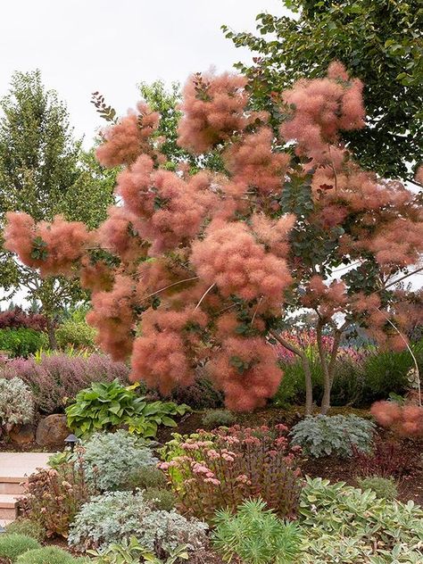 Easy Beauty: Colorful low-maintenance plants for a beautiful garden Monrovia Plants, Patio Trees, Plant Catalogs, Low Maintenance Plants, Flowering Shrubs, Small Trees, Urban Garden, Dream Garden, Garden Inspiration