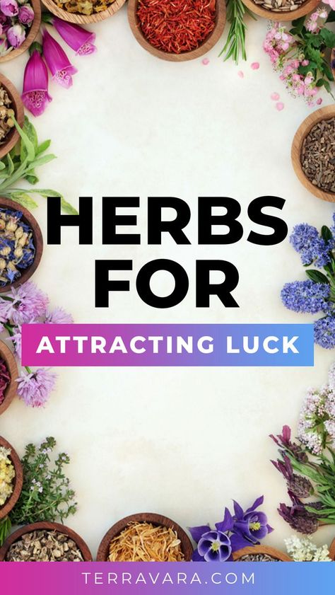 Herbs for attracting luck. Herbs List, Money Spells That Work, Magickal Herbs, Lucky Plant, Attraction Spell, Luck Spells, Healing Balm, Magical Herbs, Natural Healing Remedies