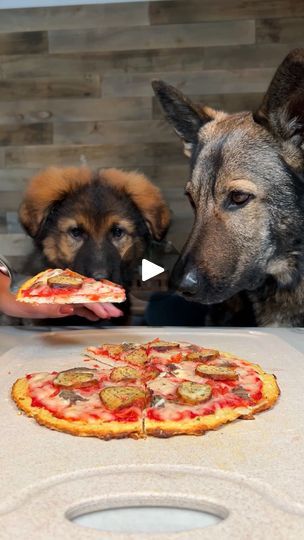 453K views · 14K reactions | Pupperoni Pizza For Dogs Recipe | Pupperoni Pizza For Dogs Recipe 🍕 #pizza #dogtreats #dogrecipe #puppy #dog #germanshepherd | By Jade the Sable GSD | Facebook Pancake Pizza, Dog Pizza, Funny Looking Cats, Doggie Treats, Aussie Puppies, Dog Cookies, Dog Recipes, Healthy Dog Treats, Animal Care