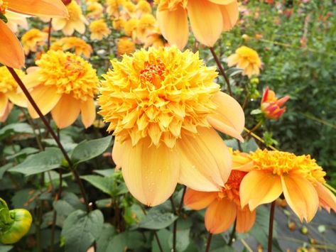 sandia brocade 3 Grow Dahlias, Growing Dahlias, Blooming Plants, The Flowers, Cut Flowers, Beautiful Photography, Dahlia, Orange, Plants