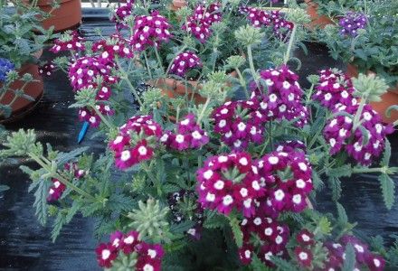 Verbena x hybrida Obsession Cascade Burgundy with Eye Purple Shades, Powdery Mildew, Fast Growing Plants, Starter Plants, Holding Flowers, Perennial Plants, Spring Sale, Early Spring, Hanging Baskets