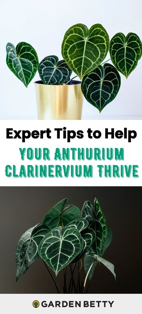 Anthurium clarinervium has become highly coveted in the houseplant world, and for good reason: This tropical plant is a stunner with its exotic jungle vibes and dark velvety leaves (which inspire its common name, velvet cardboard Anthurium). It isn’t too hard to grow in your home, but there are some key things you have to keep in mind to help this aroid plant flourish. Flamingo Lily, Anthurium Clarinervium, Anthurium Plant, Herb Containers, Plant Background, Growing Plants Indoors, Low Light Plants, House Plant Care, Small Space Gardening