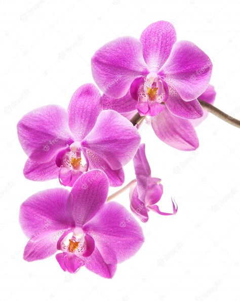 Orchid Drawing, Orchid Photography, Orchid Tattoo, Orchid Photo, Hand Tattoos For Girls, Botanical Flower Art, Moth Orchid, Phalaenopsis Orchid, Purple Orchids