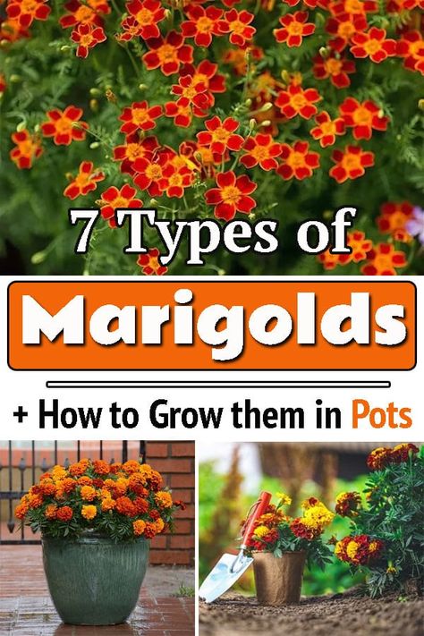 Types Of Marigolds Flower, French Marigolds In Garden, Marigold Flower Pot Ideas, Marigold Potted Plants, Marigold Garden Design, African Marigold Flowers, Marigolds In Pots Planters, Marigold Container Ideas, Marigold Pot Ideas