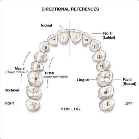 surfaces of the teeth Dental Assistant Study Guide, Dental Terminology, Dental Assistant School, Dental Hygienist School, Dental Assistant Study, Dental Hygiene Student, Dental World, Dental Hygiene School, Dentistry Student