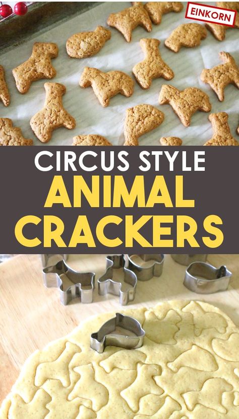 Make your own animal cracker cookies with this delicious homemade recipe! From scratch animal crackers made with einkorn or any wheat are perfect for a lunch-box treat, an after school snack, or just because! Better than the circus box animal crackers. #Recipes #FromScratchRecipes #Einkorn Animal Cracker Recipe, Animal Cracker Cookies, Homemade Animal Crackers, Animal Crackers Recipe, Eat Time, Toddler Cookies, Baked Snacks, Kids Foods, Animal Cracker