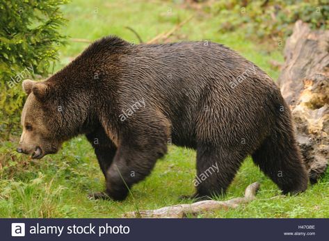 European brown bear, Ursus arctos arctos, meadow, side view, go, Stock Photo Grizzly Bear Side View, Bear Side Profile, Bear Side View, Grizzly Bear, Ecosystem, Pebble Art, Brown Bear, Side View, Drawing Reference