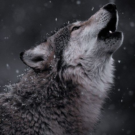 Wolf Shifter Aesthetic, Grey Wolf Photography, Seth Capella, Werewolf Stories, Wolf Conservation Center, Wolf Shifter, Werewolf Aesthetic, Wolf Husky, Wolf Animal