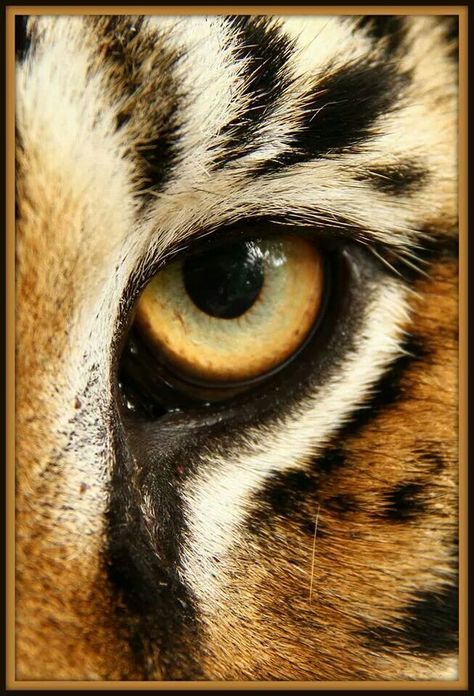 In the eye of the tiger! Tiger Close Up, Animal Face Close Up, Animal Eye Close Up, Animal Eyes Photography, Animal Eyes Close Up, Color Theory Art Lessons, Yellow Green Eyes, Animal Close Up, Warrior Cat Names