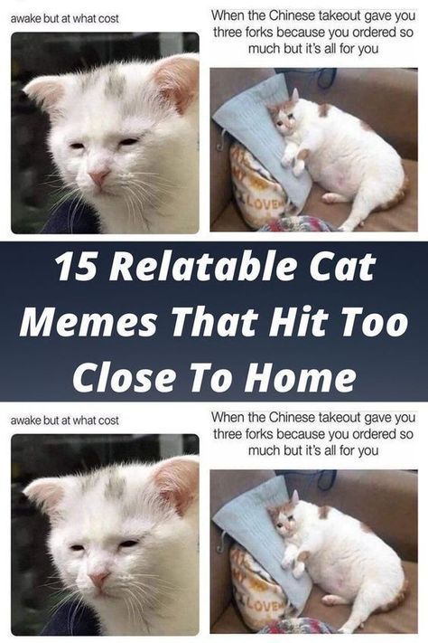 Cat Mem, Cat M, Celebrity Facts, Puppy Dog Eyes, Cat Post, Out Of Nowhere, Dog Eyes, Close To Home, Cat Photo