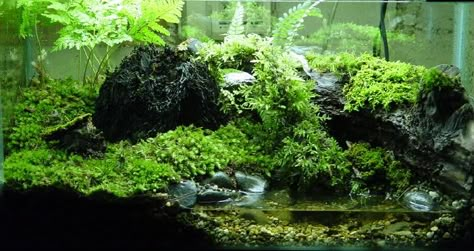 Crab Paludarium, Crab Terrarium, Vampire Crab, Dart Frog Vivarium, Frog Terrarium, Aquascape Design, Aquatic Garden, Aquarium Led, Indoor Water Garden