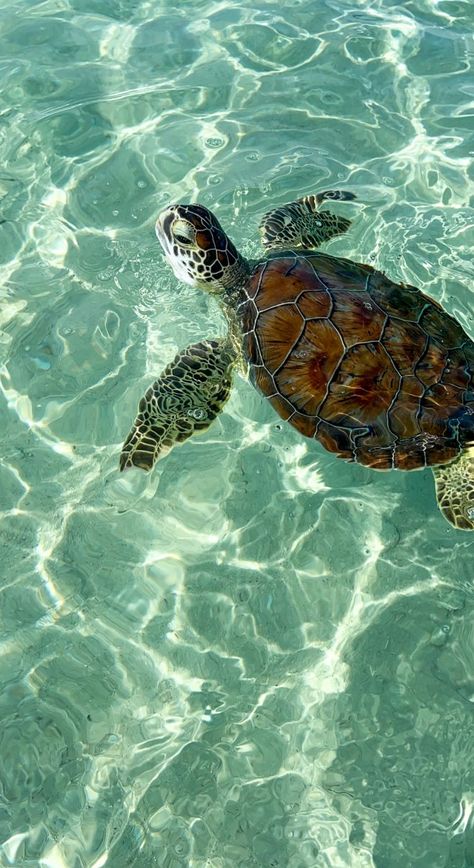 Sea Hibiscus, Sea Turtle Wallpaper, Turtle Background, Sea Turtle Pictures, Turtle Wallpaper, Beachy Aesthetic, Cute Summer Wallpapers, Beautiful Ocean Pictures, Cute Small Animals