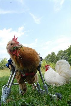 Handicapped Chicken in a Wheelchair by K9carts, via Flickr White Rooster, Chicken Chick, Beautiful Chickens, Hobby Farm, Backyard Chicken Coops, Chickens And Roosters, Cute Chickens, Chicken Humor, Hens And Chicks