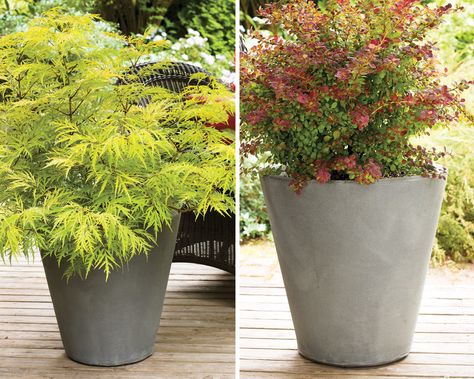 Container Shrubs, Shrubs In Containers, Evergreen Container, Small Space Garden, Colorful Shrubs, Container Gardening Ideas, Types Of Shrubs, Plants In Pots, Tattoo Plant