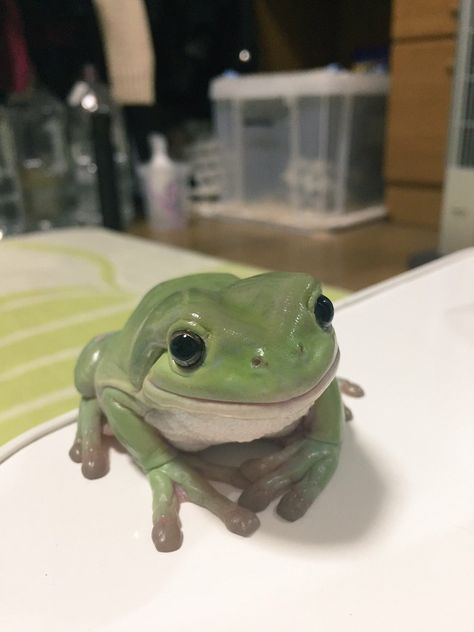 Dumpy Tree Frog, Whites Tree Frog, Pet Frogs, Frog Theme, Frog Pictures, Cute Reptiles, Paws And Claws, Tree Frog, Frog And Toad