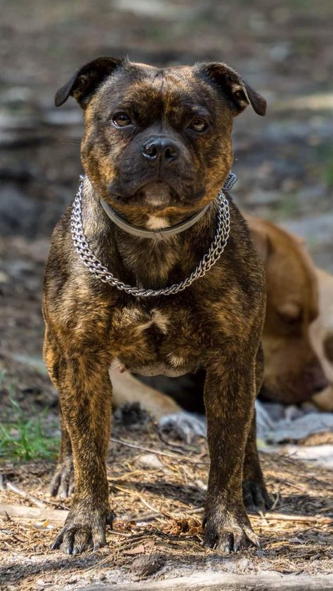 English Staffordshire Terrier, Stafford Bull Terrier, English Staffordshire Bull Terrier, American Stafford, Spitz Breeds, Staffy Dog, Bully Breeds Dogs, Pitt Bull, Dogs Breeds